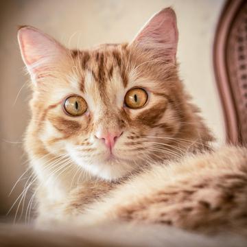 Funny Cats Videos's avatar