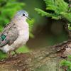 Dove the Beta avatar