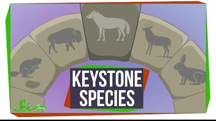 3 Animals That Keep Their Whole Ecosystem Together