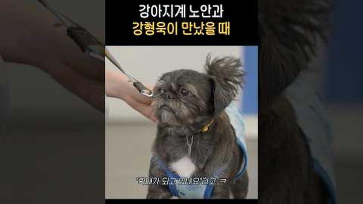 츄바카에서 흑돼지가 된 사연