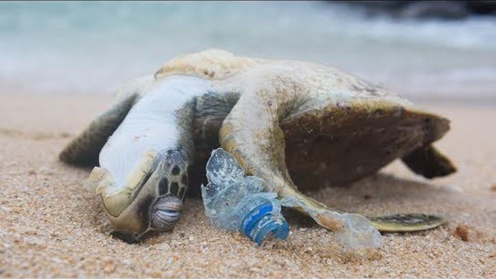 POWERFUL VIDEO: Why we need to stop plastic pollution in our oceans for good | Oceana