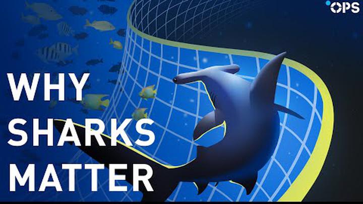 Why Sharks Matter