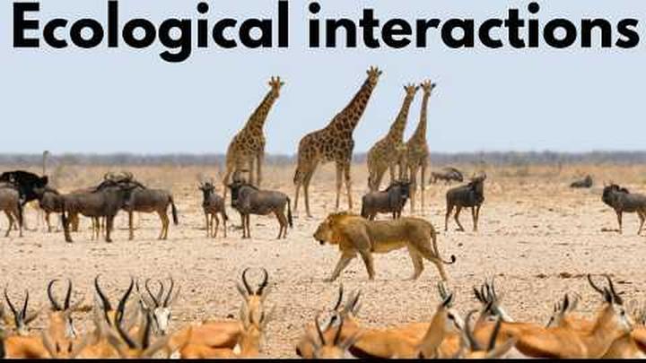 Ecological interactions | Middle school Biology | Khan Academy
