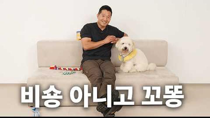 폭신♥ 손이 털 속에 숨어버림  | 견종백과 꼬똥 드 툴레아편