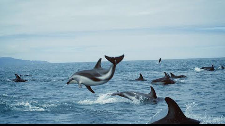 ‘The ocean and us’ - BBC Earth, United Nations Ocean Conference