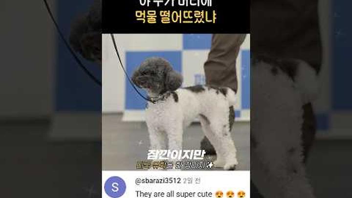 미국 유학 다녀온 강아지