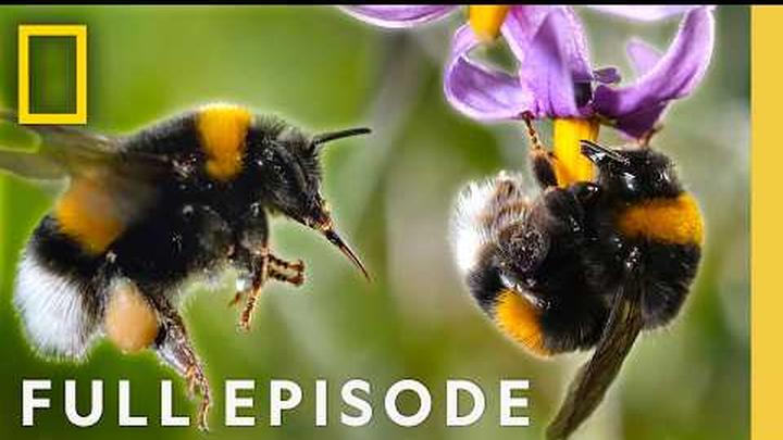 The Hive (Full Episode) | Secrets of the Bees | Earth Month Special | National Geographic