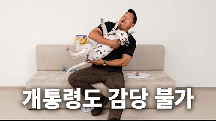 악마견도 혀를 내두르는 새로운 악마견 | 견종백과 달마시안편